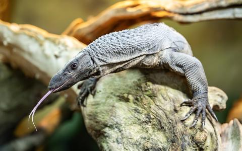 Monitor Lizard on a log