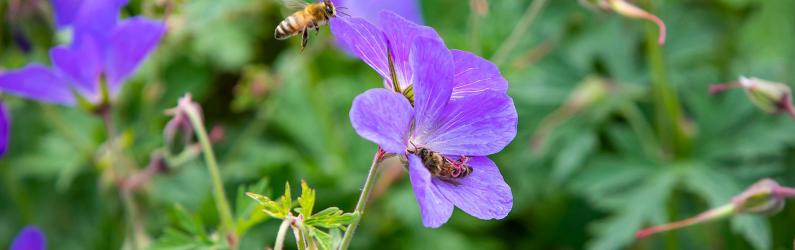 Bees flying to a purple plant