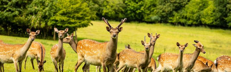 Sika Deer Herd